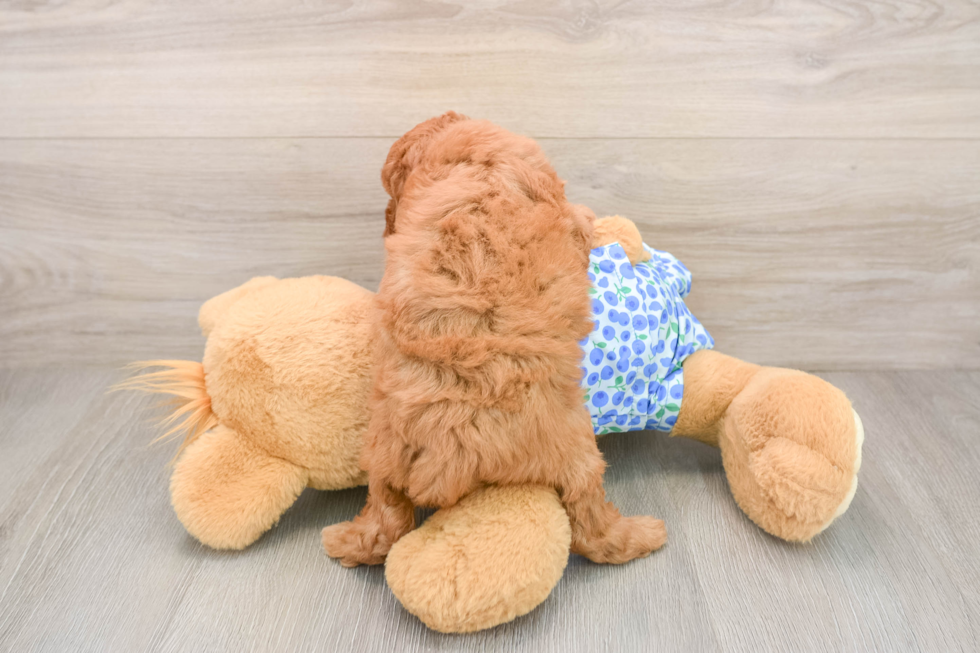 Happy Mini Goldendoodle Baby