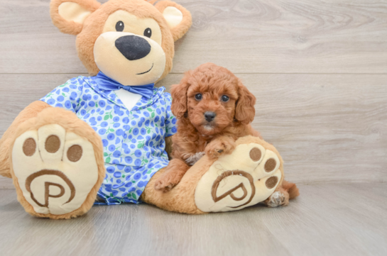 Mini Goldendoodle Puppy for Adoption