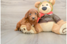 Petite Mini Goldendoodle Poodle Mix Pup