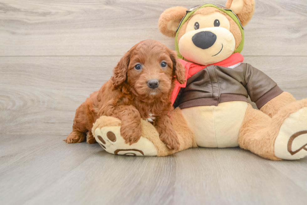 Petite Mini Goldendoodle Poodle Mix Pup