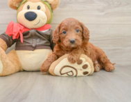 7 week old Mini Goldendoodle Puppy For Sale - Florida Fur Babies