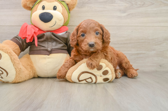 Funny Mini Goldendoodle Poodle Mix Pup