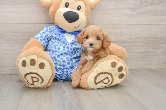 Sweet Mini Goldendoodle Baby