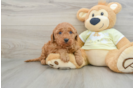 Mini Goldendoodle Puppy for Adoption