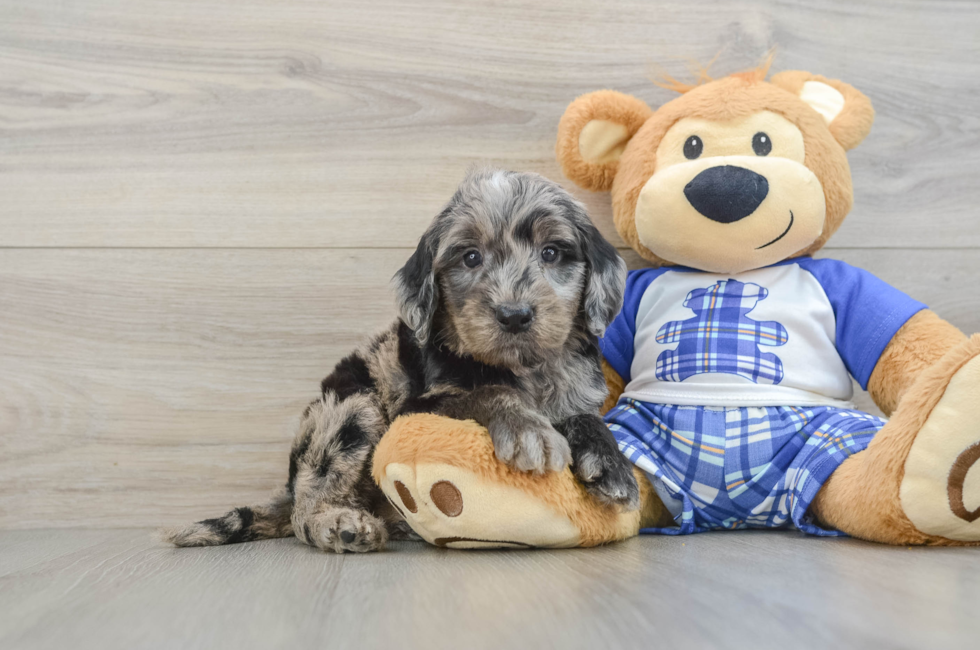 6 week old Mini Goldendoodle Puppy For Sale - Florida Fur Babies