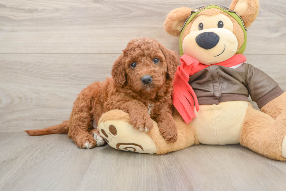 Best Mini Goldendoodle Baby