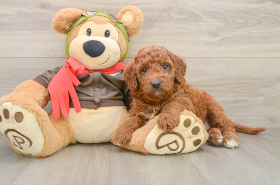 Mini Goldendoodle Pup Being Cute