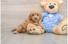Best Mini Goldendoodle Baby