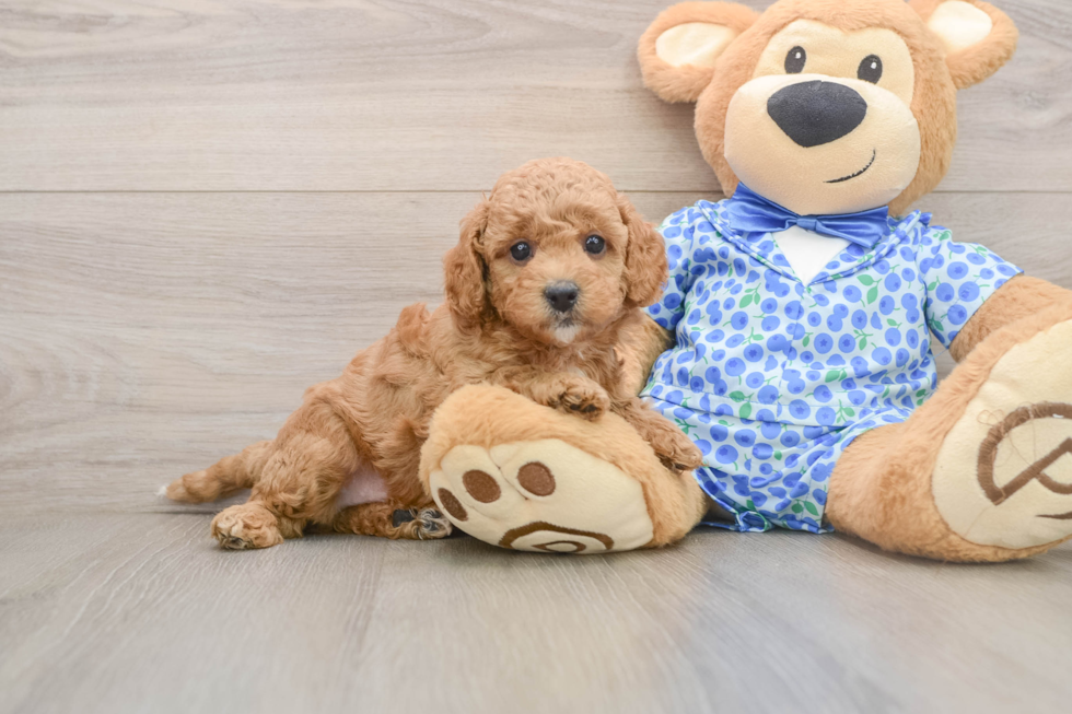 Best Mini Goldendoodle Baby
