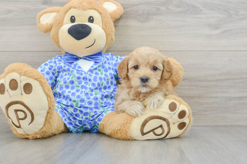 6 week old Mini Goldendoodle Puppy For Sale - Florida Fur Babies