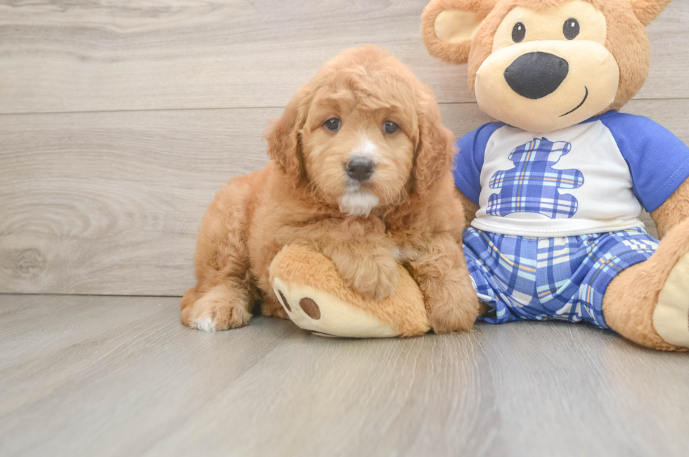 7 week old Mini Goldendoodle Puppy For Sale - Florida Fur Babies