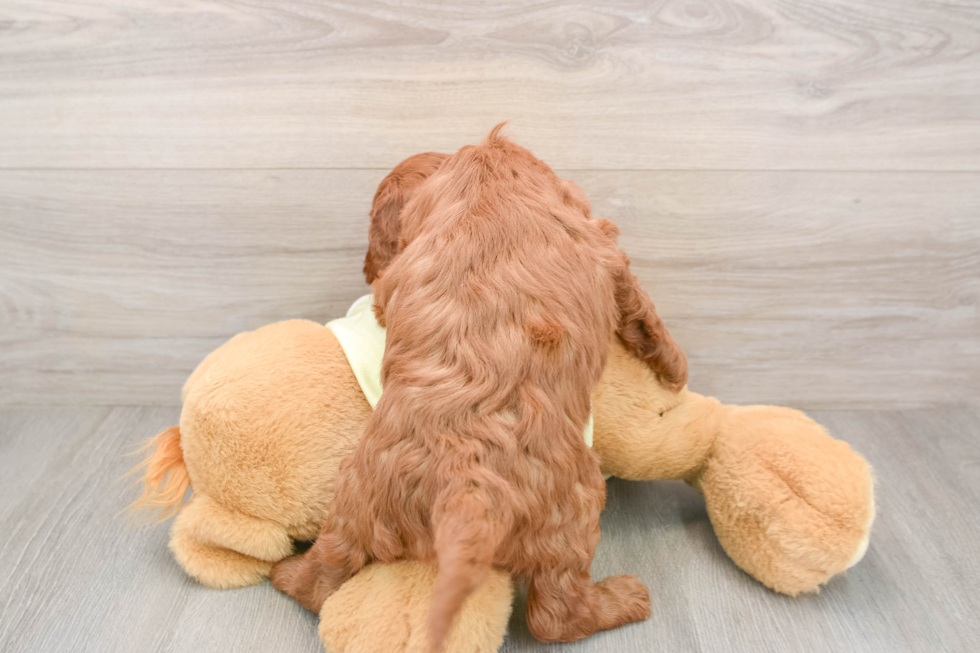 Mini Goldendoodle Puppy for Adoption