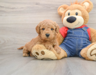 6 week old Mini Goldendoodle Puppy For Sale - Florida Fur Babies