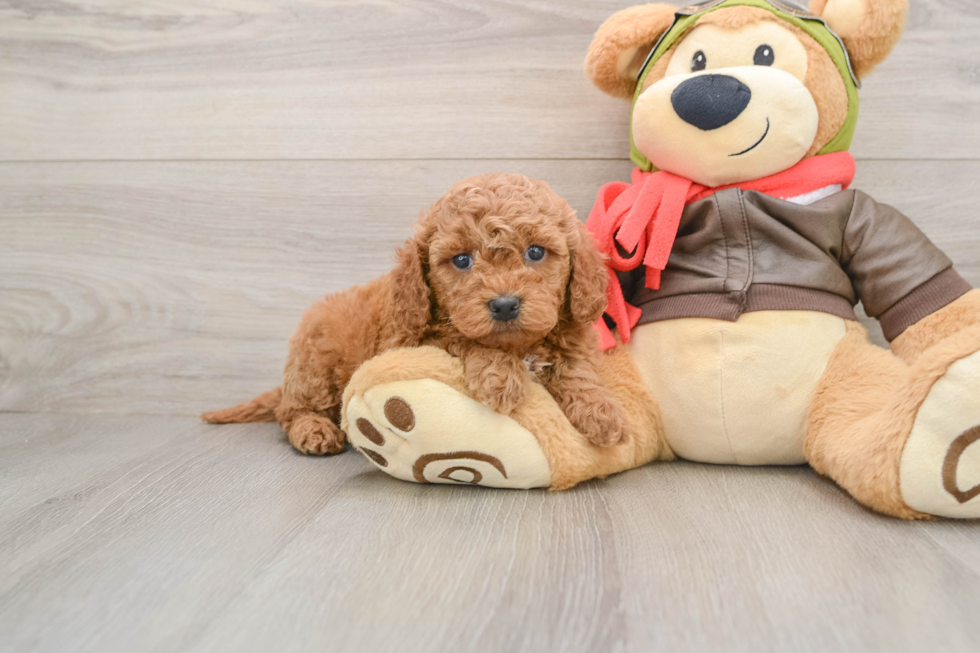 Hypoallergenic Mini Goldiepoo Poodle Mix Puppy