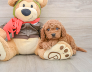 6 week old Mini Goldendoodle Puppy For Sale - Florida Fur Babies