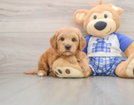 6 week old Mini Goldendoodle Puppy For Sale - Florida Fur Babies