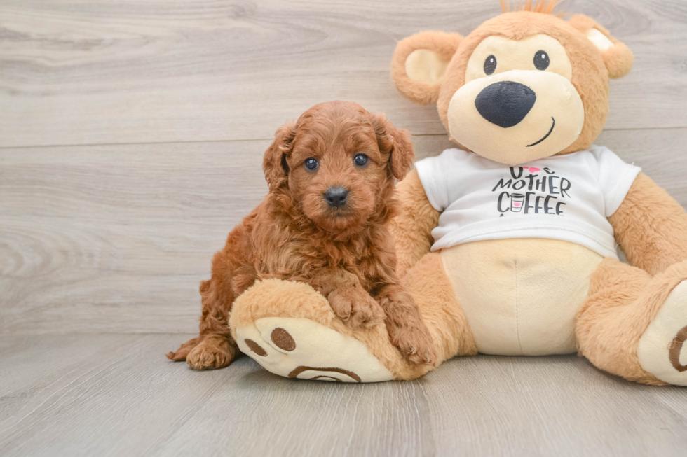 Mini Goldendoodle Puppy for Adoption