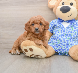 8 week old Mini Goldendoodle Puppy For Sale - Florida Fur Babies
