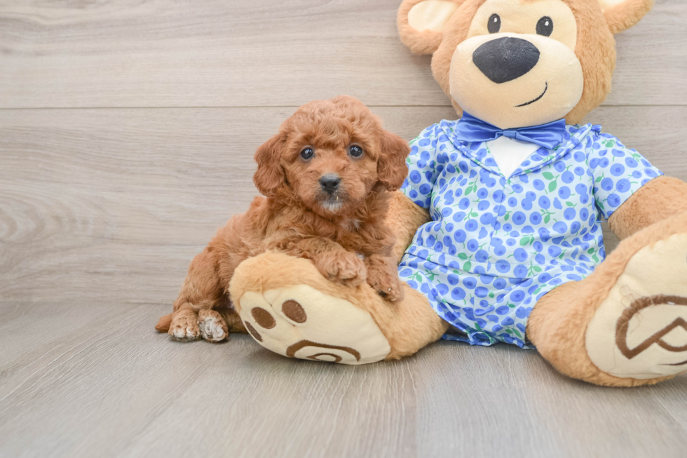Smart Mini Goldendoodle Poodle Mix Pup