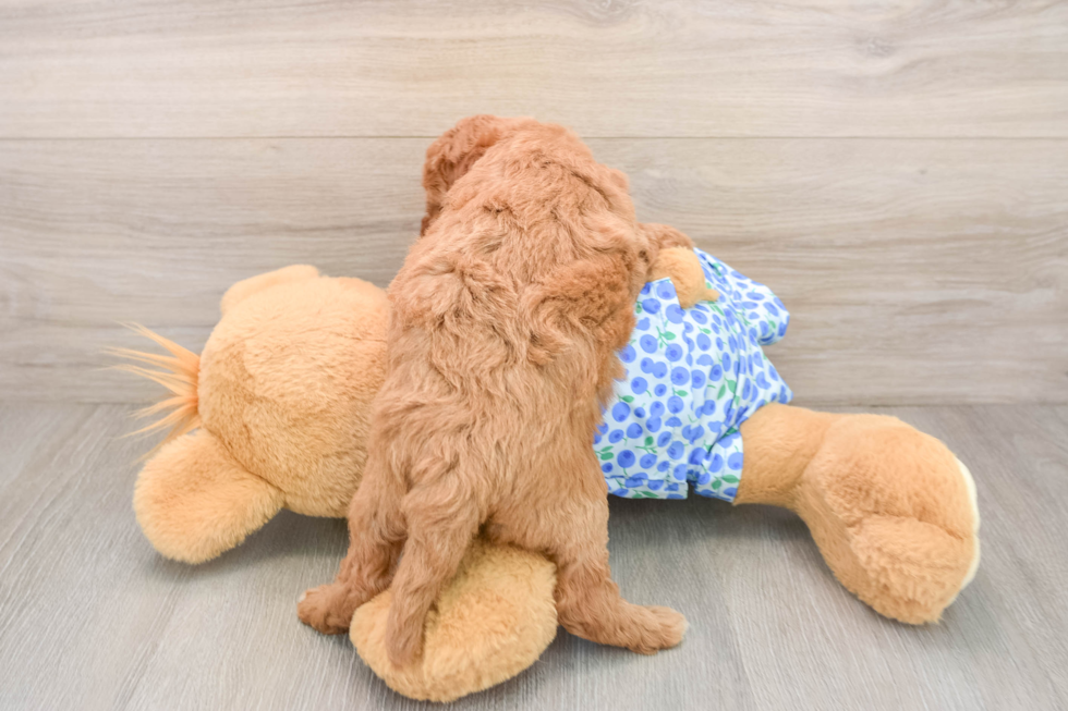 Mini Goldendoodle Pup Being Cute