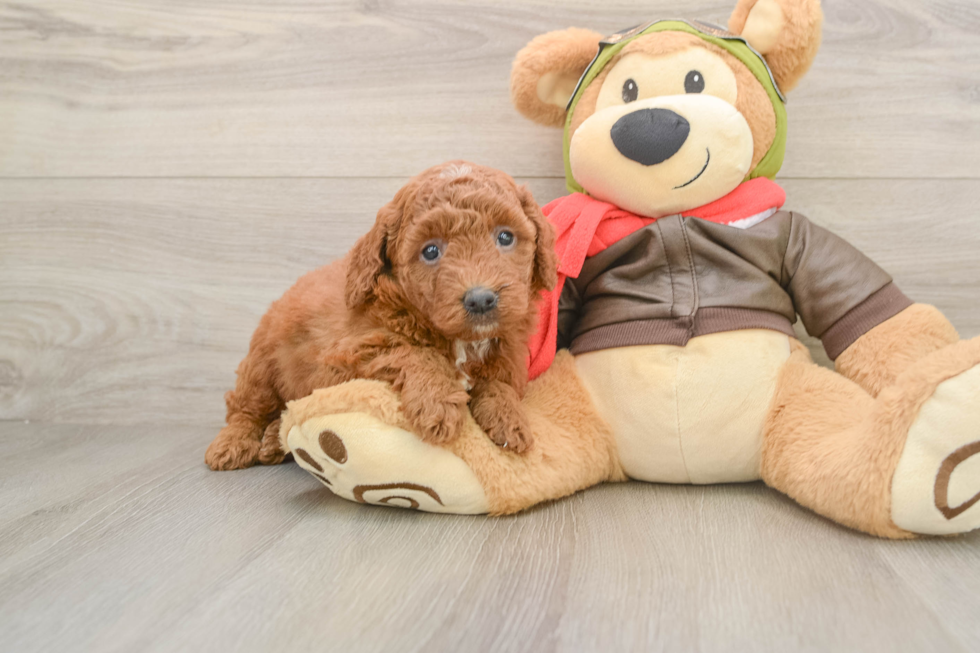 Little Mini Goldenpoo Poodle Mix Puppy