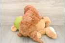 Small Mini Goldendoodle Baby