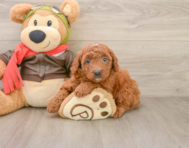 7 week old Mini Goldendoodle Puppy For Sale - Florida Fur Babies