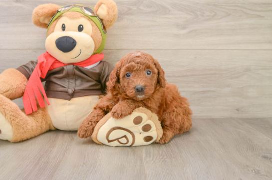 Mini Goldendoodle Pup Being Cute