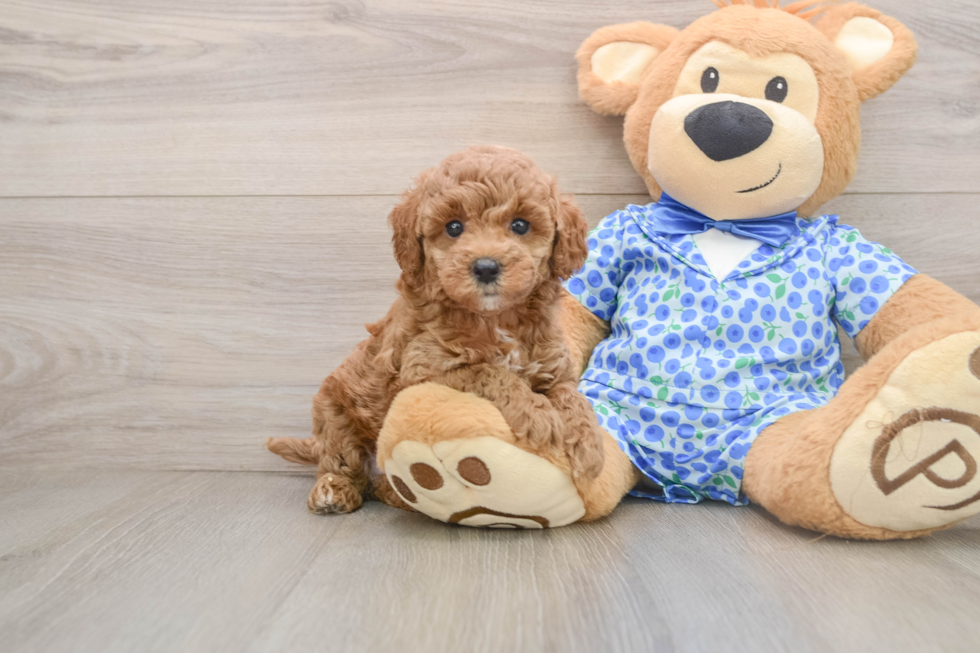 Funny Mini Goldendoodle Poodle Mix Pup