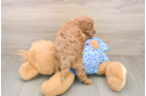 Best Mini Goldendoodle Baby