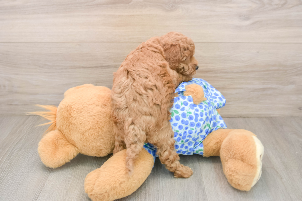 Best Mini Goldendoodle Baby