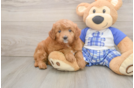 Cute Mini Goldendoodle Baby