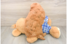 Best Mini Goldendoodle Baby