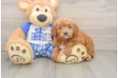 Sweet Mini Goldendoodle Baby