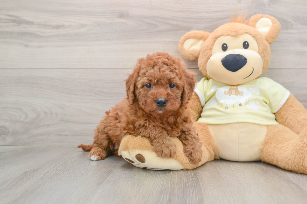 Mini Goldendoodle Puppy for Adoption