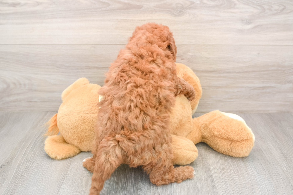 Funny Mini Goldendoodle Poodle Mix Pup