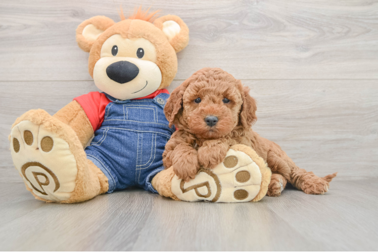 Happy Mini Goldendoodle Baby