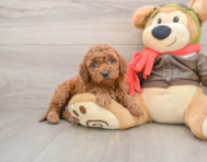 6 week old Mini Goldendoodle Puppy For Sale - Florida Fur Babies