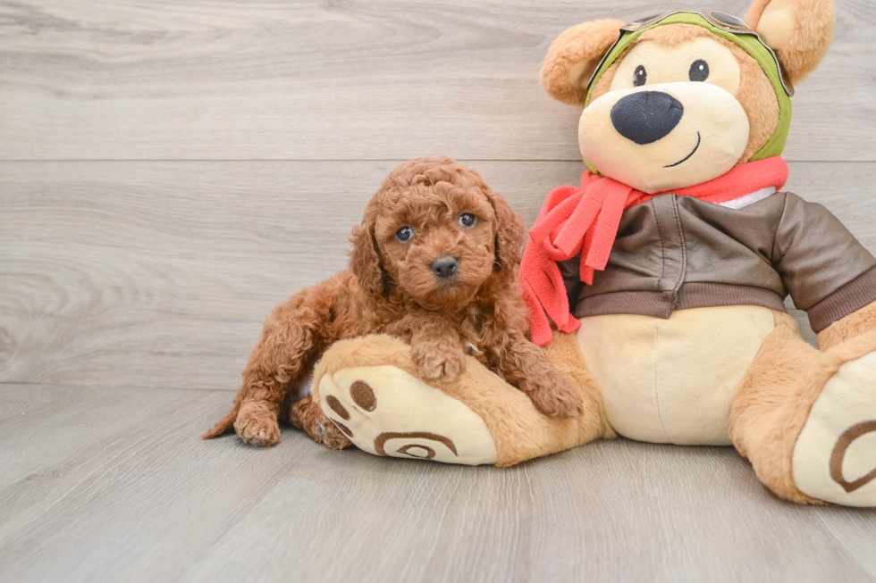 Mini Goldendoodle Pup Being Cute