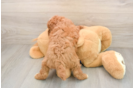 Petite Mini Goldendoodle Poodle Mix Pup