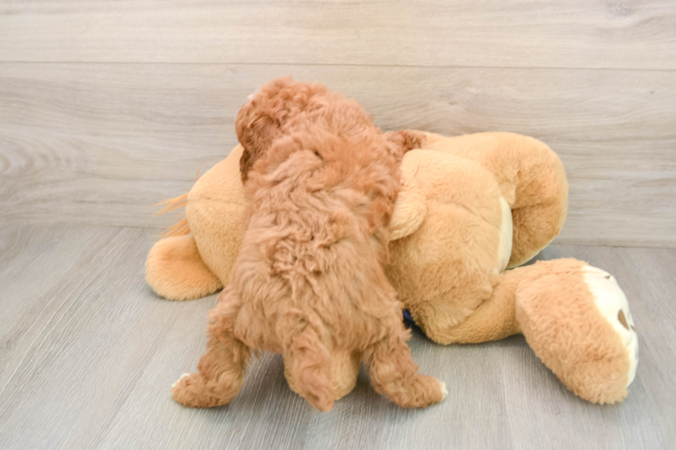 Petite Mini Goldendoodle Poodle Mix Pup