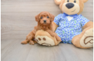 Fluffy Mini Goldendoodle Poodle Mix Pup