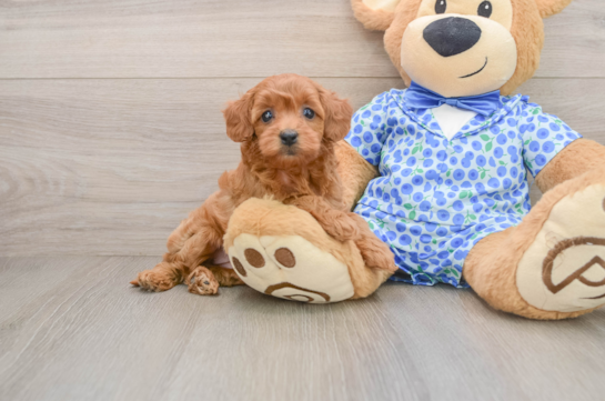 Fluffy Mini Goldendoodle Poodle Mix Pup