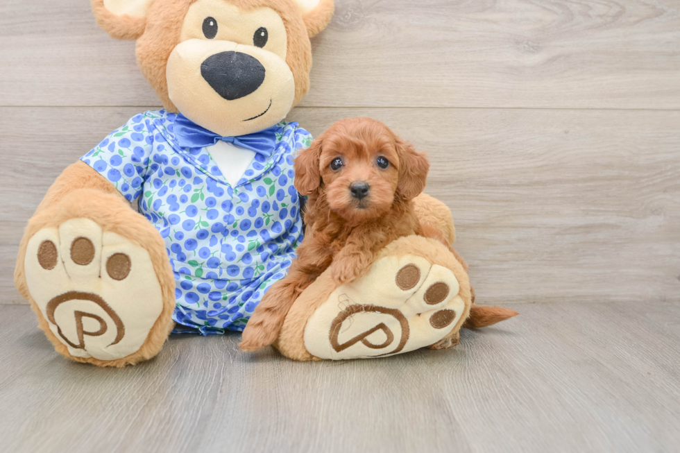 Mini Goldendoodle Puppy for Adoption