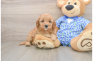 Best Mini Goldendoodle Baby