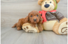 Mini Goldendoodle Pup Being Cute