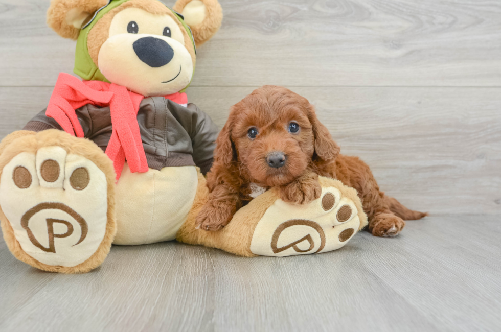 5 week old Mini Goldendoodle Puppy For Sale - Florida Fur Babies