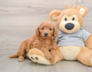 7 week old Mini Goldendoodle Puppy For Sale - Florida Fur Babies