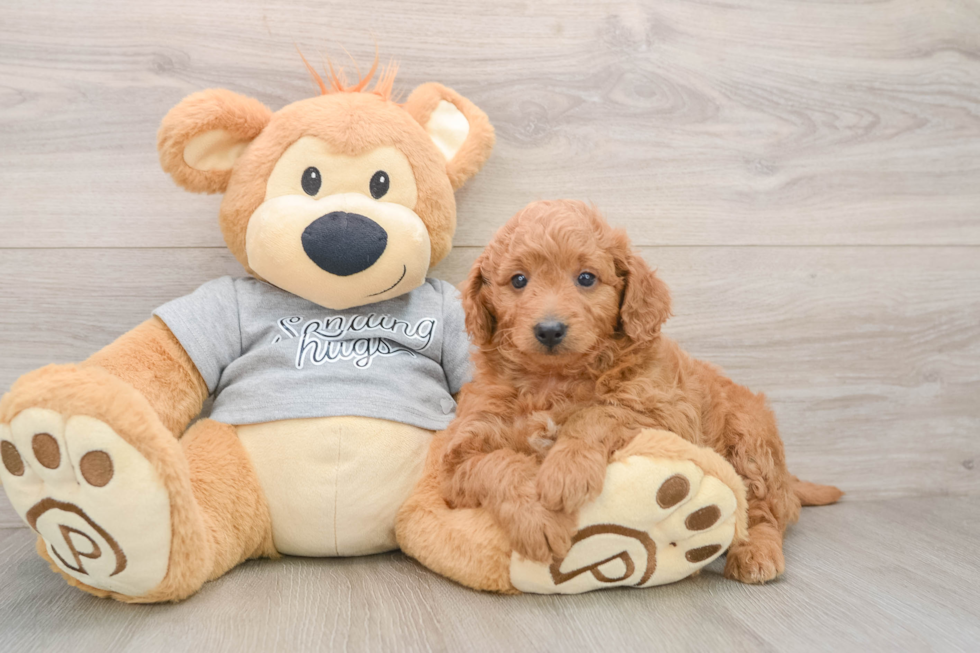 Sweet Mini Goldendoodle Baby