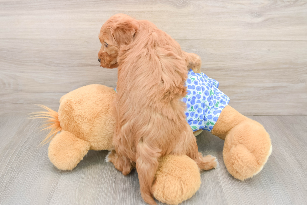Mini Goldendoodle Puppy for Adoption